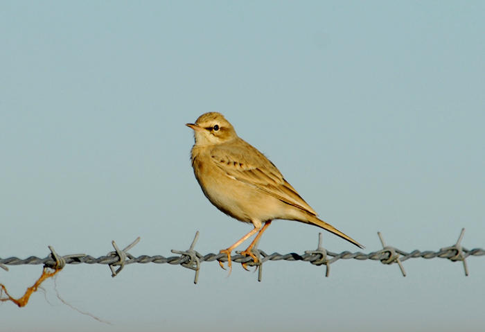 Anthus campestris