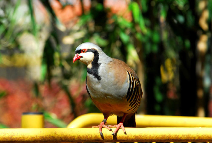 Galliformes