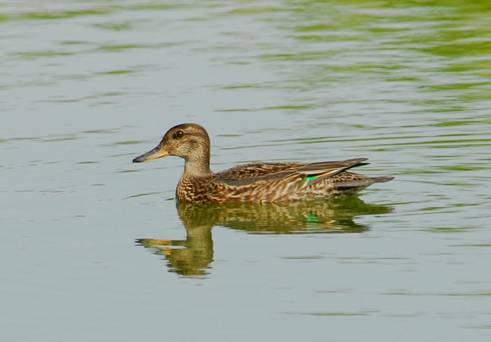 Anseriformes