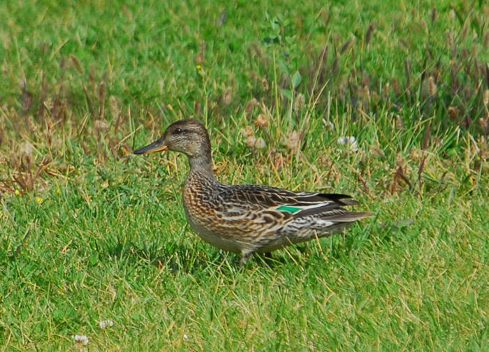 Anseriformes