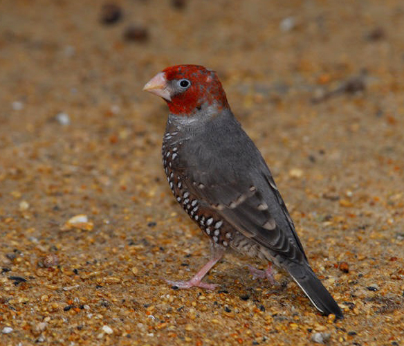 Amadina erythrocephala