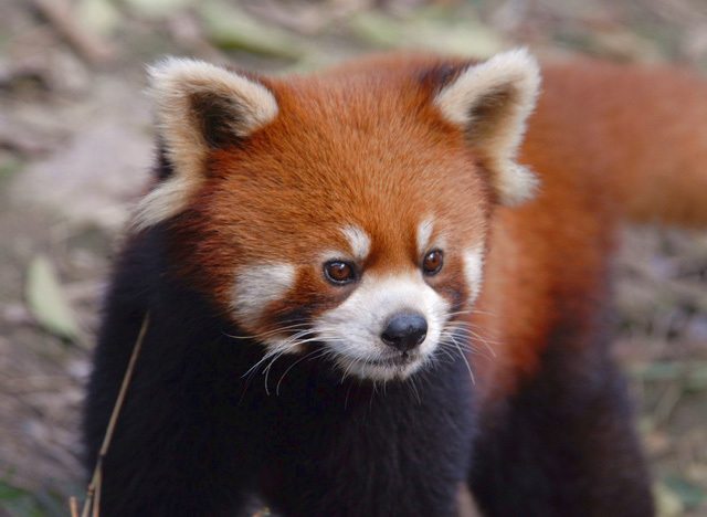 Ailurus fulgens