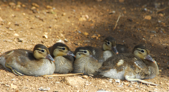 Anseriformes