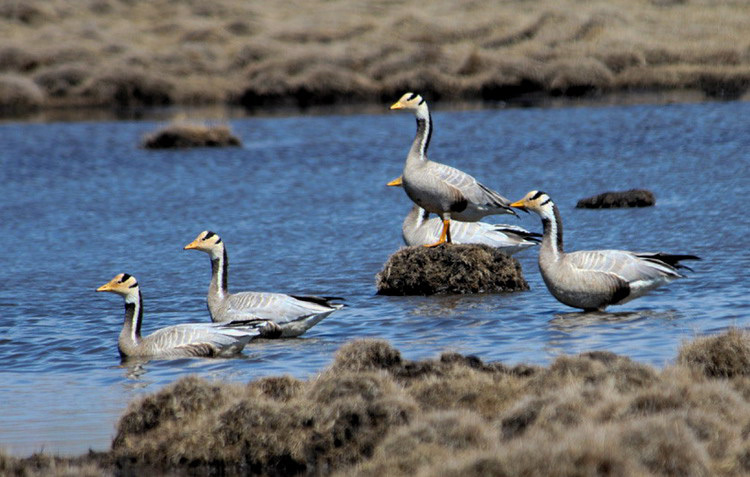 Anseriformes