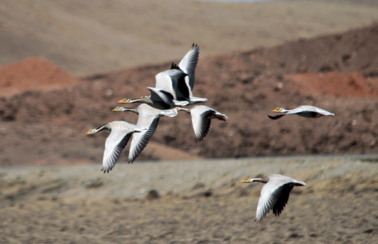 Anseriformes