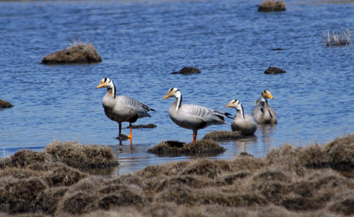 Anseriformes