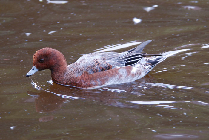 Anseriformes