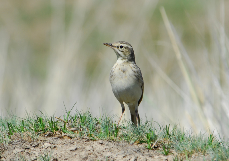 Motacillidae