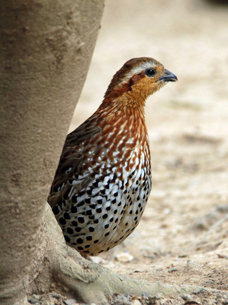 Bambusicola fytchii