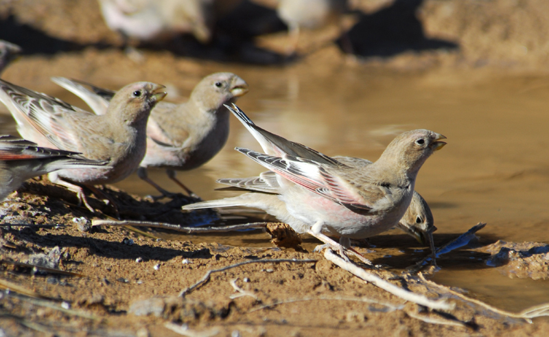 Passeriformes