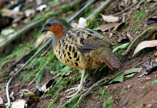 Bambusicola thoracicus