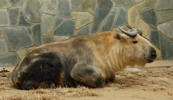 Artiodactyla