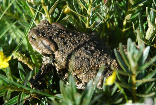 Bufo gargarizans