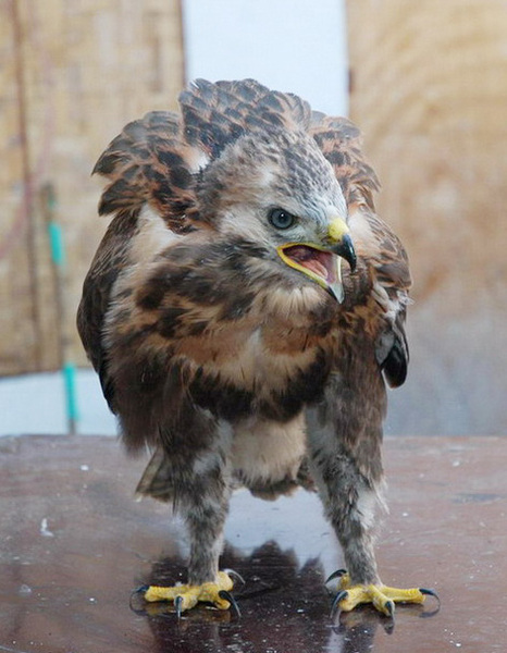 Buteo hemilasius