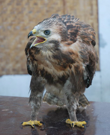 Falconiformes