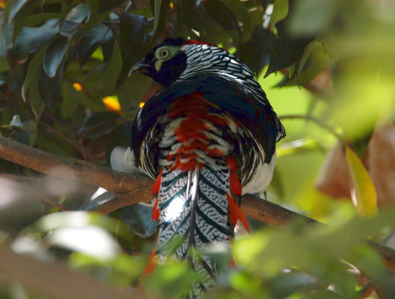 Galliformes