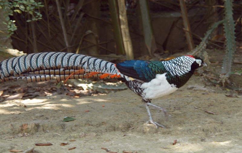 Galliformes