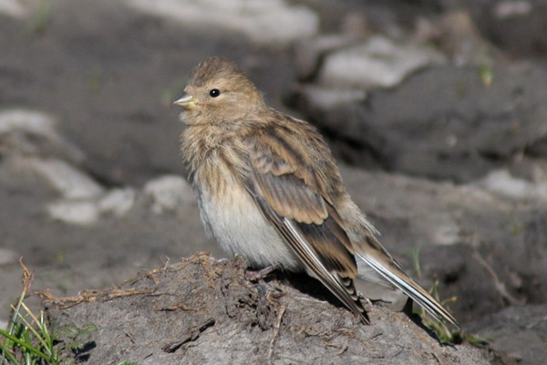 Carduelis_flavirostris2