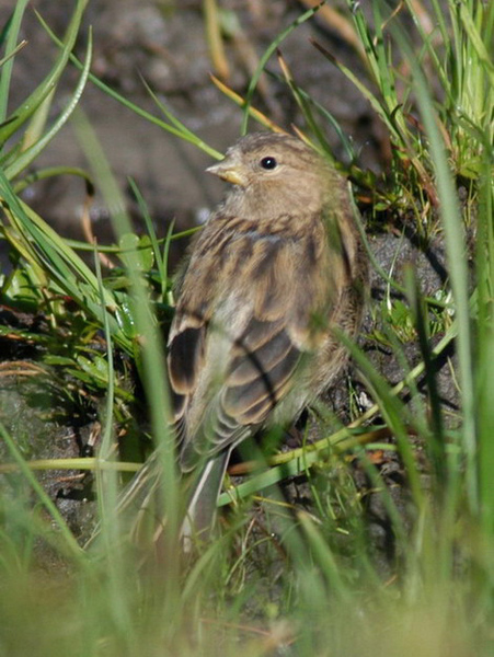 Carduelis