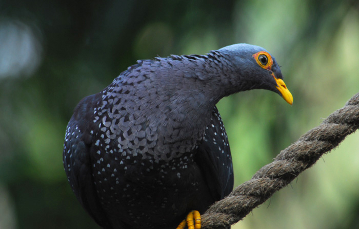 Columba arquatrix