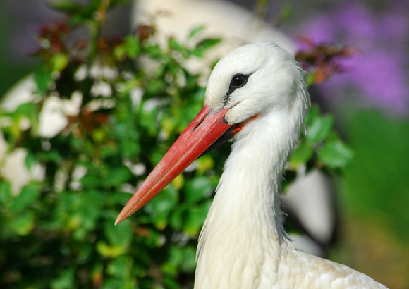 Ciconiidae