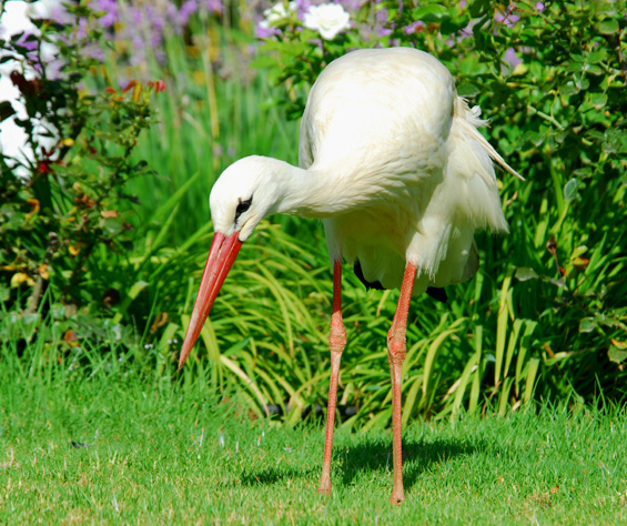 Ciconia ciconia