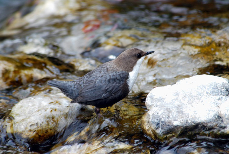 Passeriformes