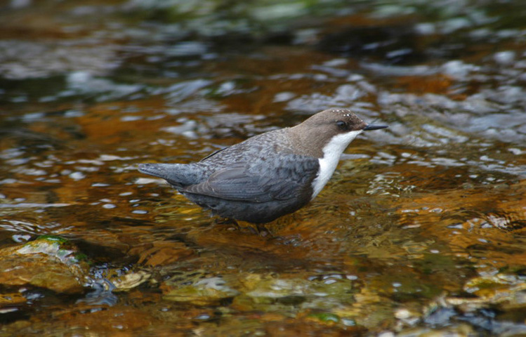 Photo of Cinclus cinclus