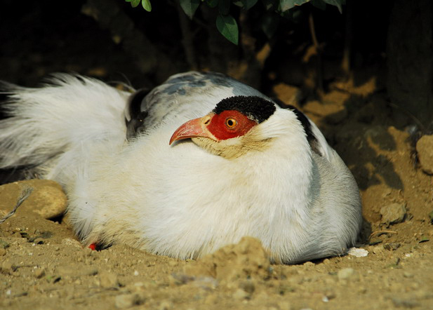 Galliformes