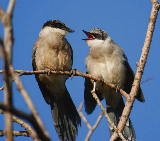 Passeriformes