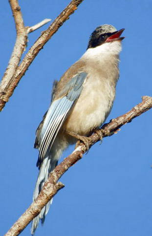 Cyanopica cyanus