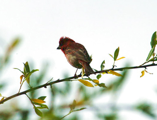 Carpodacus erythrinus