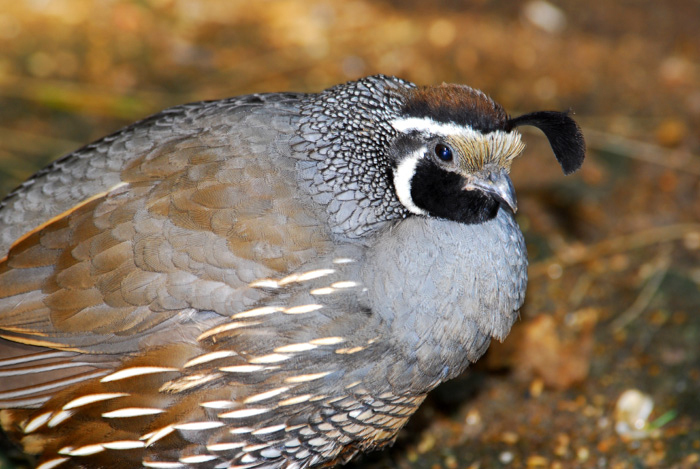 Galliformes