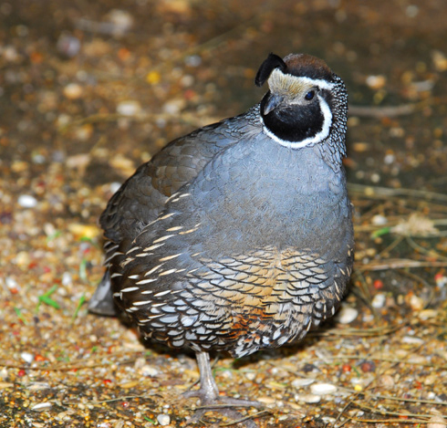 Photo of Callipepla gambelii