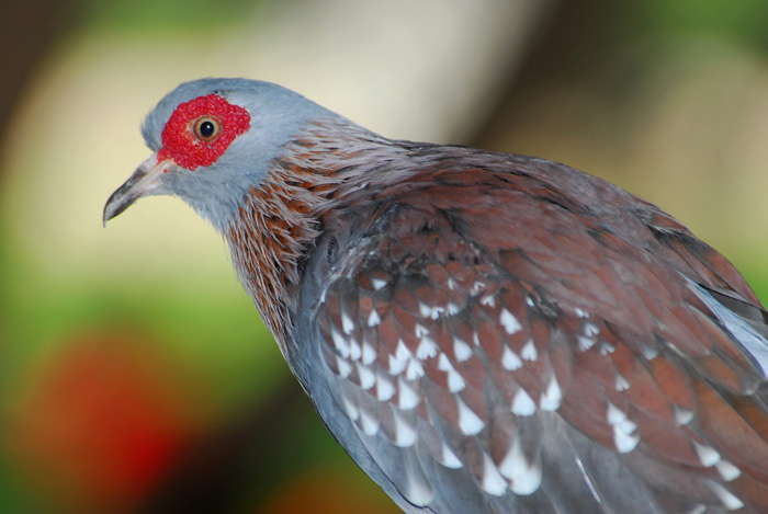 Columbidae