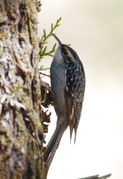 Certhia himalayana