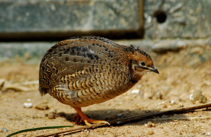 Galliformes