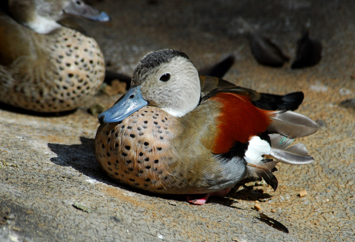 Anseriformes