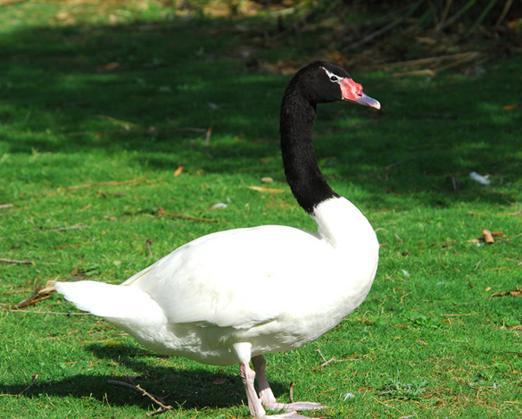 Anseriformes