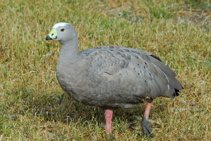 Anseriformes