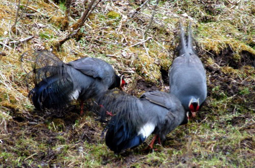 Galliformes