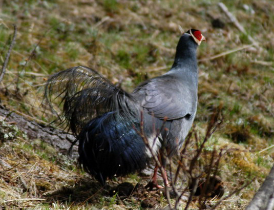 Galliformes