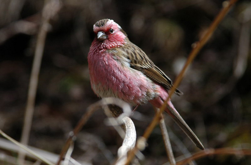 Carpodacus thura