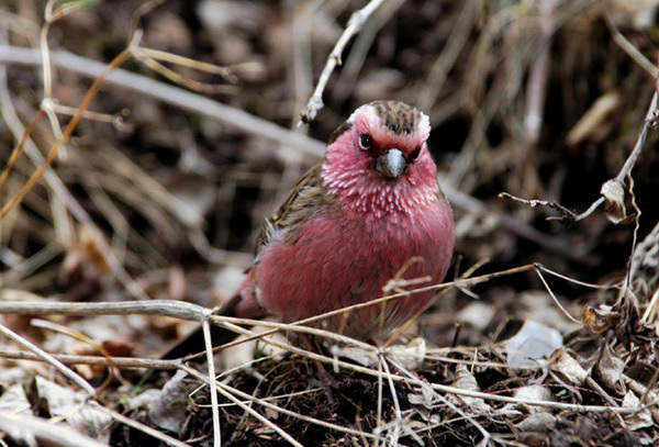 Fringillidae