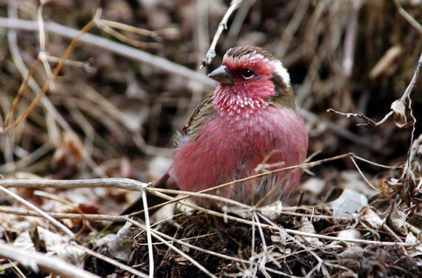 Fringillidae