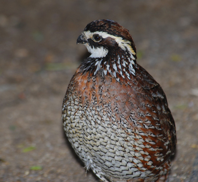 Galliformes