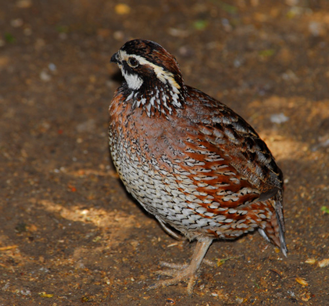 Galliformes