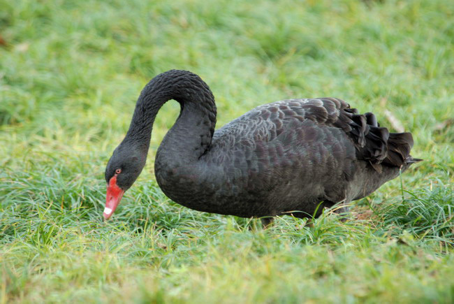 Anseriformes