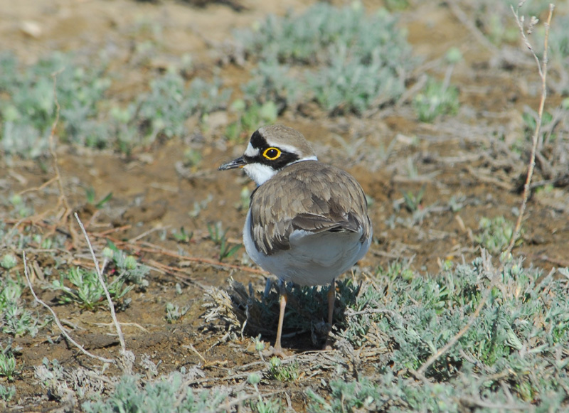 Charadriiformes