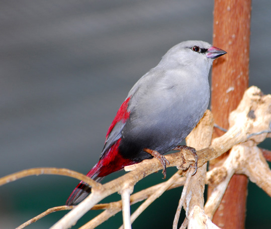 Estrilda caerulescens